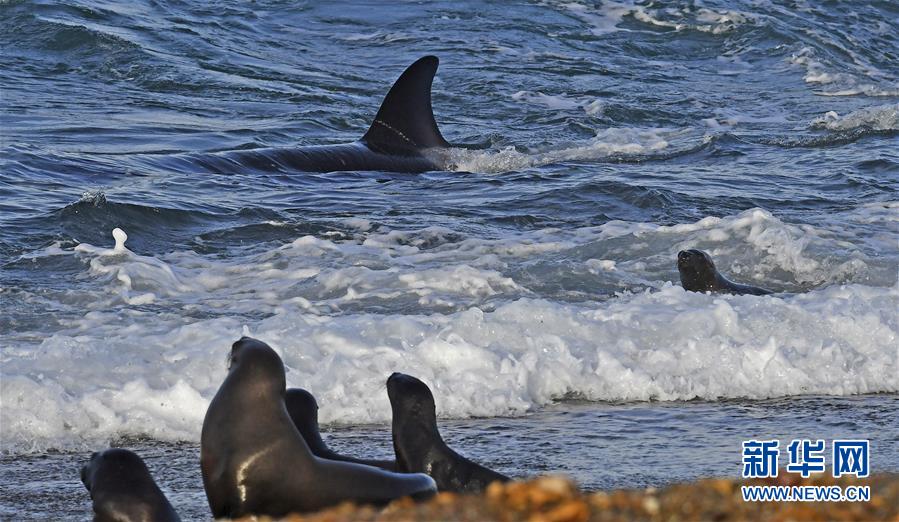 （外代二线）虎鲸捕食