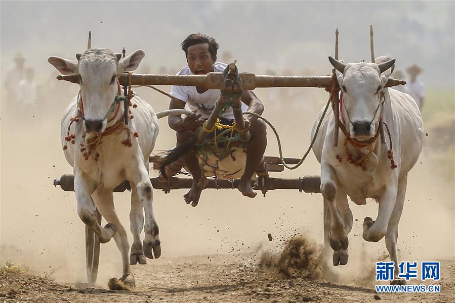 [2]（外代二线）缅甸牛车大赛