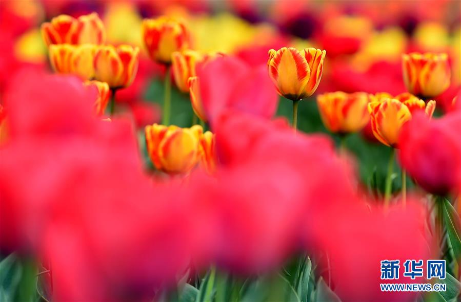 [12]（外代二线）克什米尔郁金香盛开