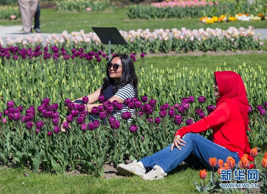 （国际）（3）瑞士莫尔日郁金香节