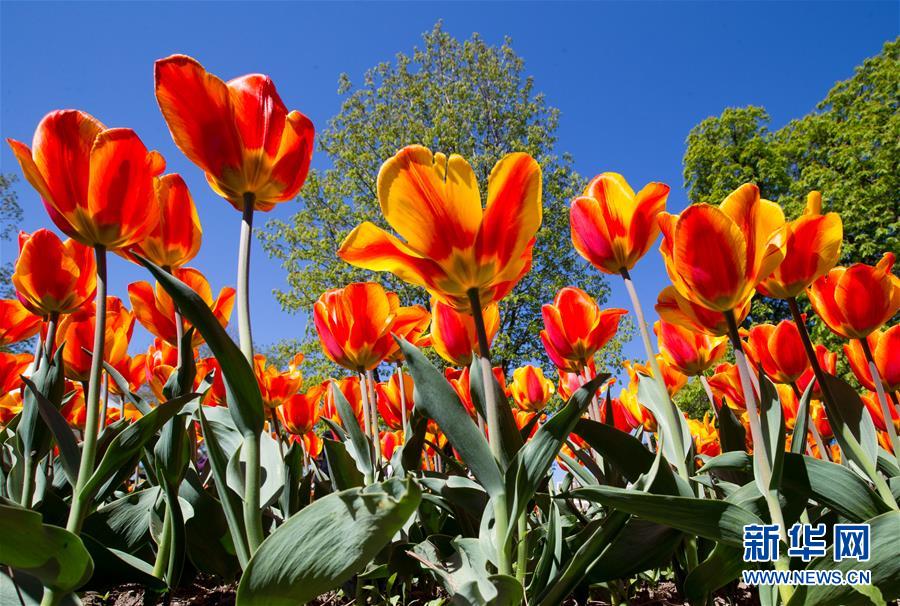 （国际）（5）瑞士莫尔日郁金香节
