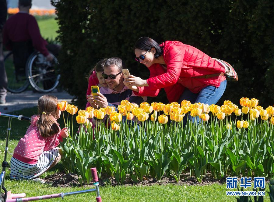 （国际）（6）瑞士莫尔日郁金香节