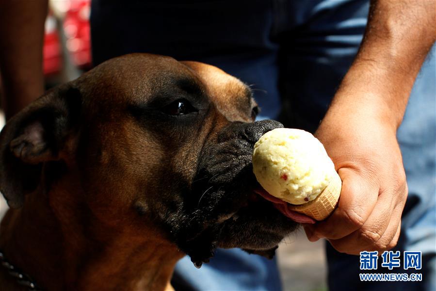 [28]（外代二线）小狗冰激凌店