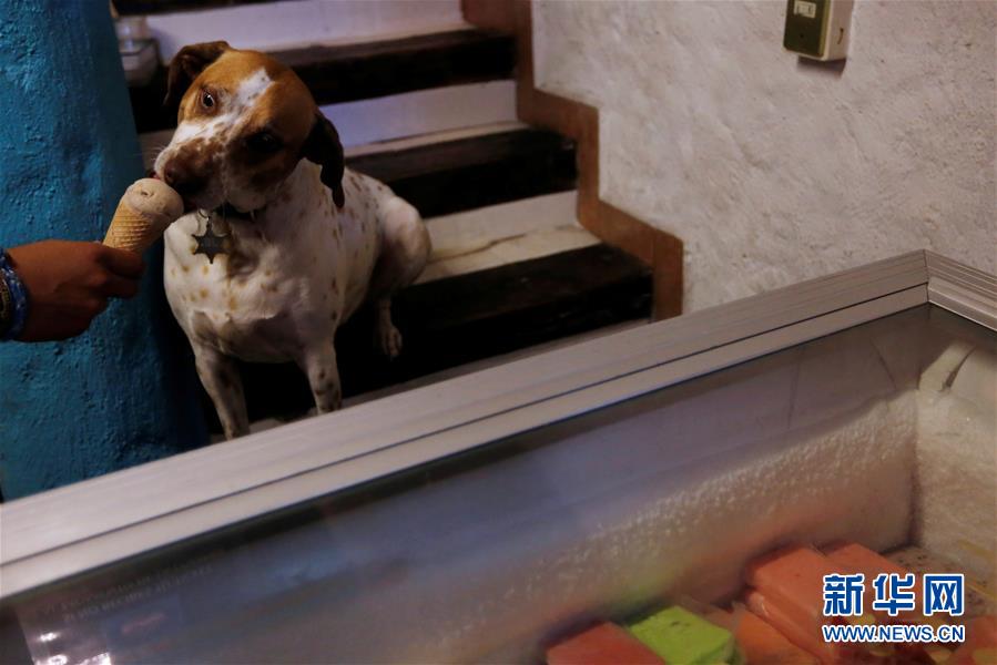 [35]（外代二线）小狗冰激凌店