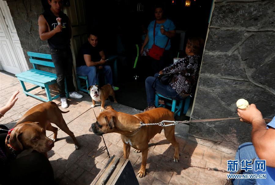 [37]（外代二线）小狗冰激凌店