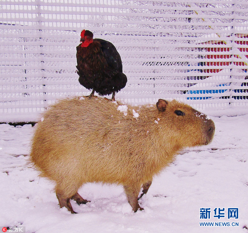 美国小水豚扮演博爱妈妈 跨界照顾小动物们暖