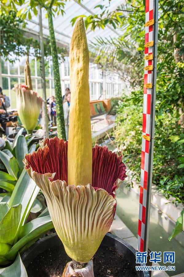 [1]（外代二线）比利时的巨花魔芋开花