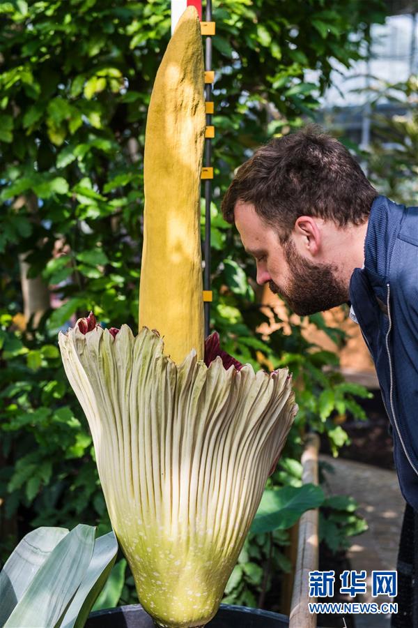 [2]（外代二线）比利时的巨花魔芋开花