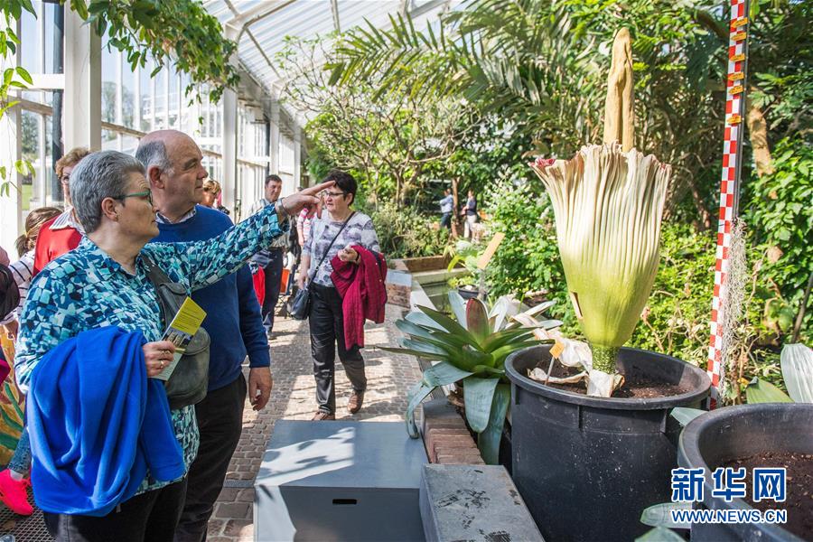 [3]（外代二线）比利时的巨花魔芋开花