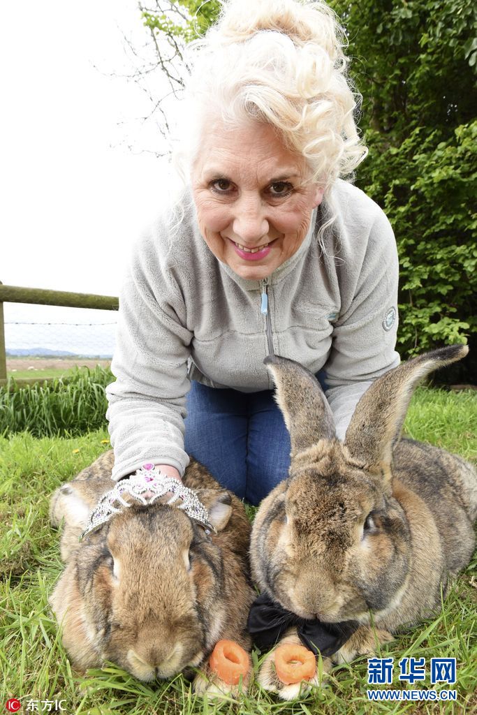 世界最大兔子大流士结婚啦 戴定制胡萝卜钻戒