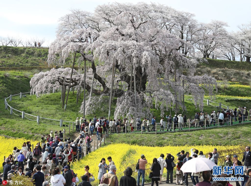 日本福岛千年樱花树开花 引大批游客观赏(组图