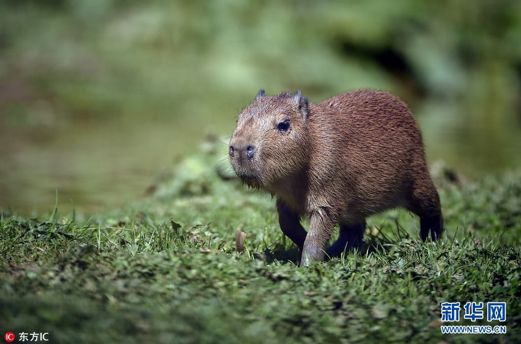 英纪录片直播水豚产崽成网红 动物园呼吁保护