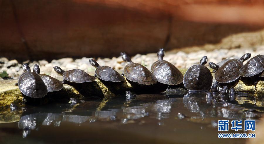 [2]（外代二线）放生小乌龟