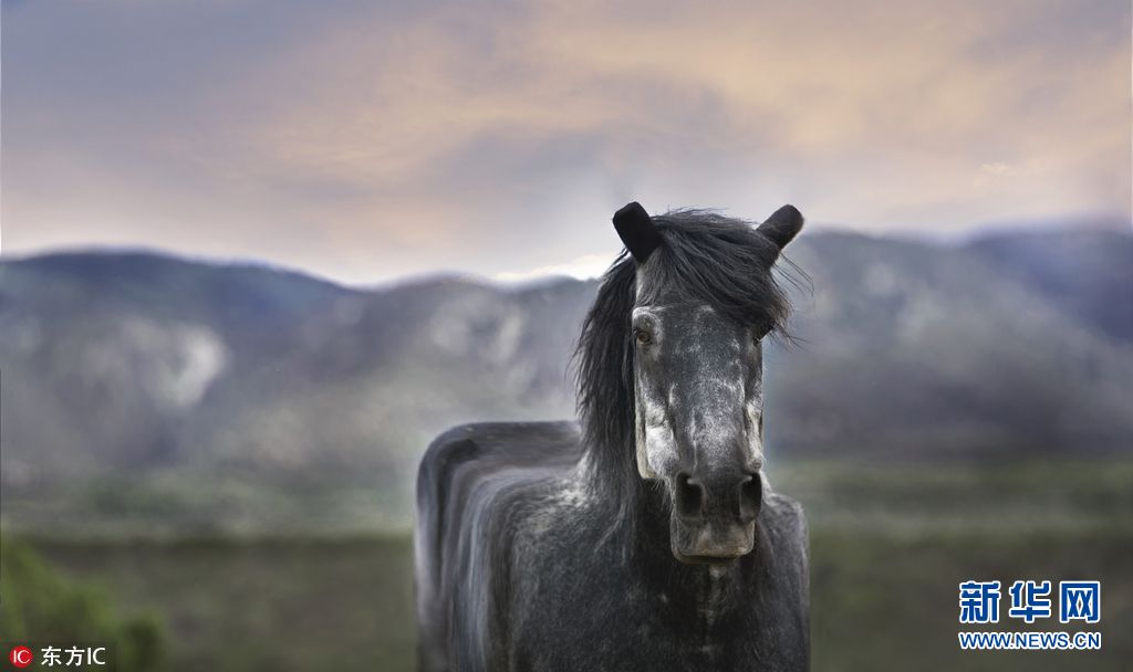 森林里惊现立方体动物 棱角分明看得人好方(