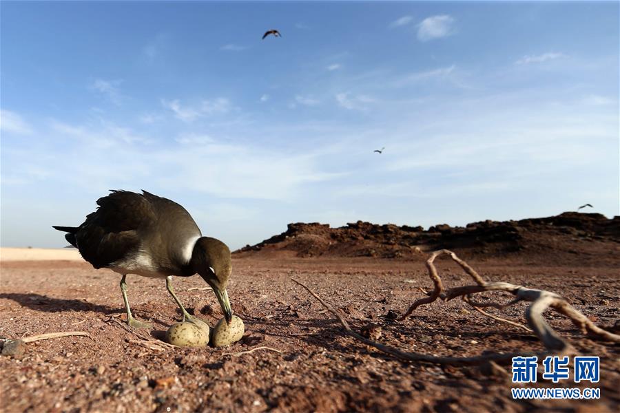[3]（外代二线）黑海鸥的家园