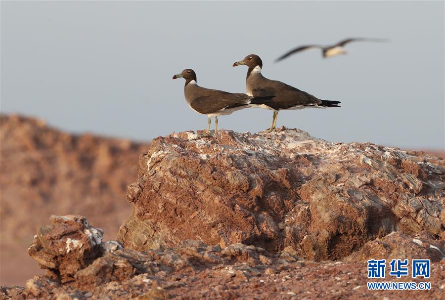 [4]（外代二线）黑海鸥的家园