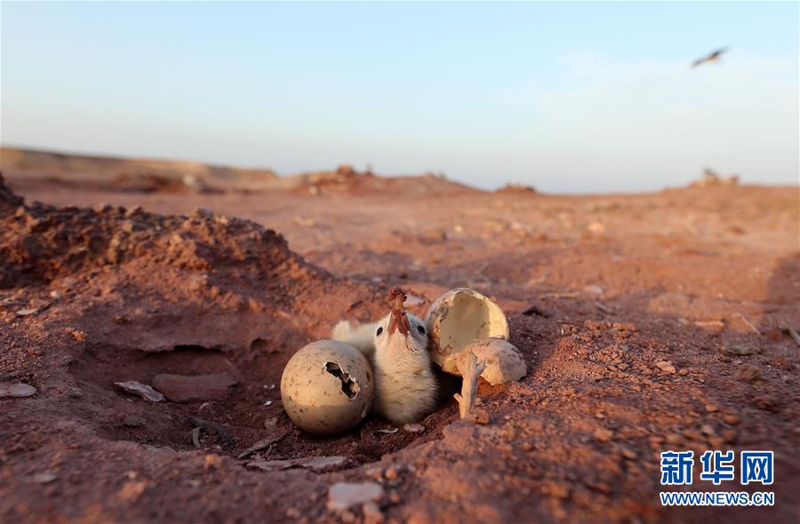 [5]（外代二线）黑海鸥的家园