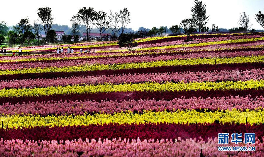 （一带一路&middot;好风光）（6）张骞故里的丝路花海