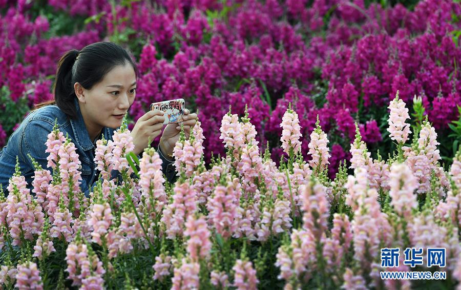 （一带一路&middot;好风光）（7）张骞故里的丝路花海