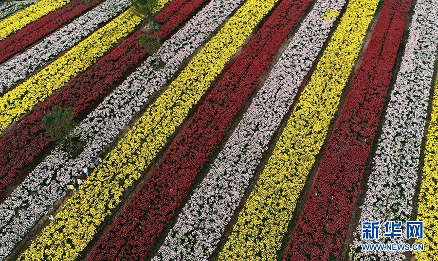 （一带一路&middot;好风光）（8）张骞故里的丝路花海