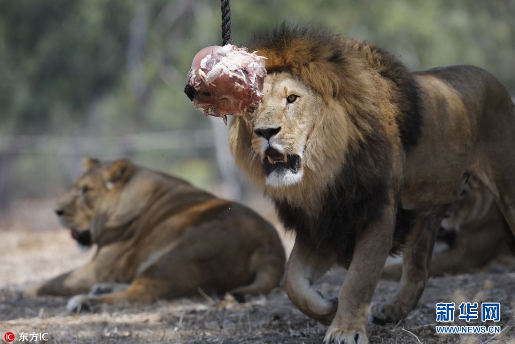 以色列50度高温天气 动物园狮子啃冰镇肉消暑