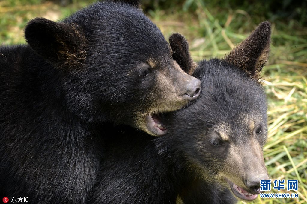 捷克动物园黑熊崽子嬉戏打闹 可爱萌萌哒(组图