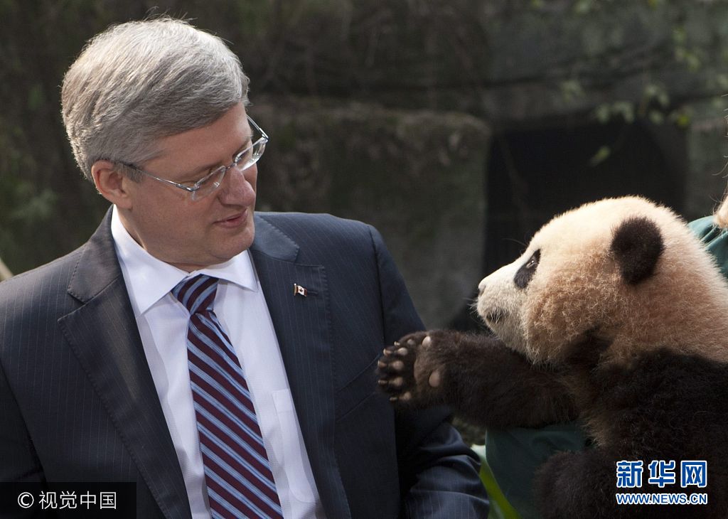 2012年2月11日，重庆动物园里，加拿大总理哈珀哈珀与大熊猫对望。哈珀此次访华期间，中方同意向加拿大提供一对大熊猫进行为期10年的合作保护研究。***_***A panda reaches for Canadian Prime Minister Stephen Harper during a photo at the Chongqing Zoo in Chongqing, China Saturday February 11, 2012. Two giant pandas will call Canada home for the next 10 years.THE CANADIAN PRESS/Adrian Wyld+++_+++加拿大，哈珀，重庆，动物，大熊猫，二顺，国宝，租借协议，