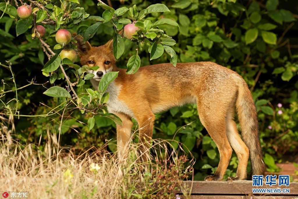 英国小狐狸嘴馋 三番五次潜入花园偷苹果(组