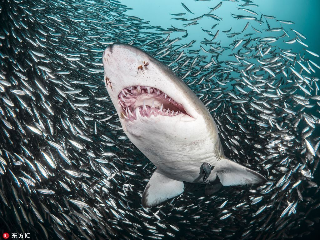 Tiger Shark Full HD Wallpaper and Background Image | 1920x1080 | ID:379012