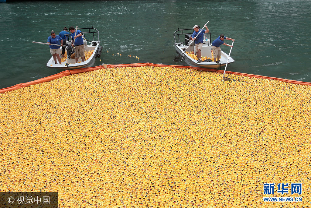 当地时间2017年8月3日，美国芝加哥，芝加哥举办一年一度的慈善筹款橡胶鸭比赛，约6万只&ldquo;小黄鸭&rdquo;从桥上倾泻至芝加哥河中，第一只漂过终点的小黄鸭的赞助者将获得一辆SUV汽车。***_***CHICAGO, IL - AUGUST 03: Volunteers help to recover rubber ducks from the Chicago River following the Windy City Rubber Ducky Derby on August 3, 2017 in Chicago, Illinois. Derby organizers drop 60,000 rubber ducks from a bridge above the river to start a race which helps to raise about $350,000 for Special Olympics Illinois. The sponsor of the first duck to float across the finish line is awarded a new SUV. (Photo by Scott Olson/Getty Images)