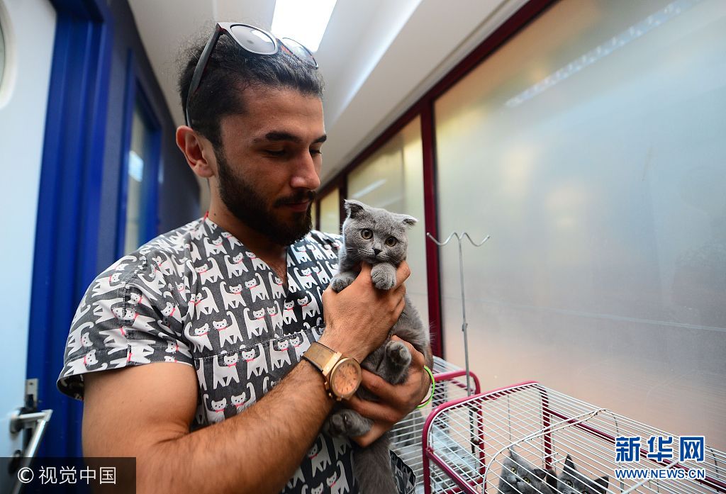 当地时间2017年8月7日，土耳其安塔利亚，在安塔利亚国际机场，海关人员在乌克兰乘客的行李里发现了15只苏格兰折耳猫和直耳猫。由于缺少氧气，15只猫咪中的7只已窒息而死，另外幸存的8只猫被送去了动物保护协会等待被收养。***_***ANTALYA, TURKEY - AUGUST 07: A man strokes a 'Scottish fold' cat after it captured inside the luggages of a group of Ukrainian tourists at Antalya International Airport Turkey's southern resort city Antalya on August 07, 2017. 7 of 15 'Scottish fold' and 'Scottish straight' cats suffocated due to lack of oxygen during their unfair trip. Other eight survived cats handed over to Animal Rights Federation's volunteers to get them adopted. (Photo by Suleyman Elcin/Anadolu Agency/Getty Images)