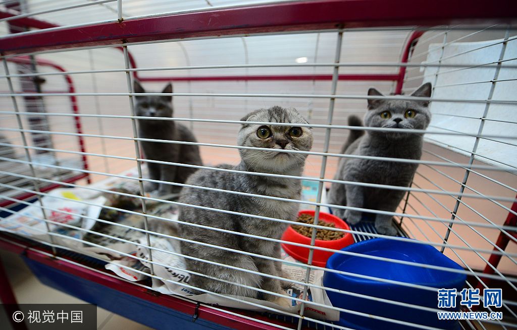 当地时间2017年8月7日，土耳其安塔利亚，在安塔利亚国际机场，海关人员在乌克兰乘客的行李里发现了15只苏格兰折耳猫和直耳猫。由于缺少氧气，15只猫咪中的7只已窒息而死，另外幸存的8只猫被送去了动物保护协会等待被收养。***_***ANTALYA, TURKEY - AUGUST 07: 'Scottish fold' and 'Scottish straight' cats are seen in a cage after they captured inside the luggages of a group of Ukrainian tourists at Antalya International Airport Turkey's southern resort city Antalya on August 07, 2017. 7 of 15 cats suffocated due to lack of oxygen during their unfair trip. Other eight survived cats handed over to Animal Rights Federation's volunteers to get them adopted. (Photo by Suleyman Elcin/Anadolu Agency/Getty Images)