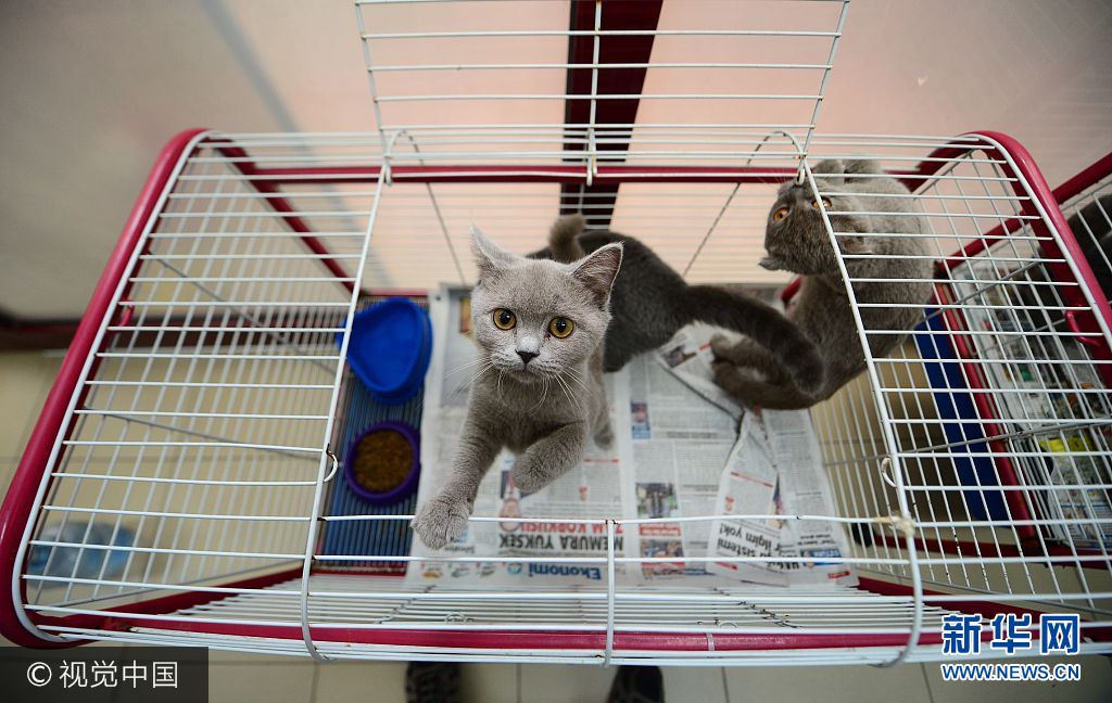 当地时间2017年8月7日，土耳其安塔利亚，在安塔利亚国际机场，海关人员在乌克兰乘客的行李里发现了15只苏格兰折耳猫和直耳猫。由于缺少氧气，15只猫咪中的7只已窒息而死，另外幸存的8只猫被送去了动物保护协会等待被收养。***_***ANTALYA, TURKEY - AUGUST 07: 'Scottish fold' and 'Scottish straight' cats are seen in a cage after they captured inside the luggages of a group of Ukrainian tourists at Antalya International Airport Turkey's southern resort city Antalya on August 07, 2017. 7 of 15 cats suffocated due to lack of oxygen during their unfair trip. Other eight survived cats handed over to Animal Rights Federation's volunteers to get them adopted. (Photo by Suleyman Elcin/Anadolu Agency/Getty Images)