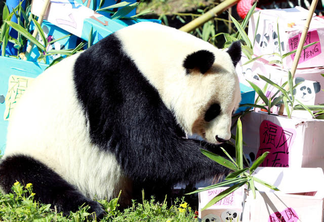 维也纳动物园龙凤胎大熊猫周岁 众多粉丝祝福