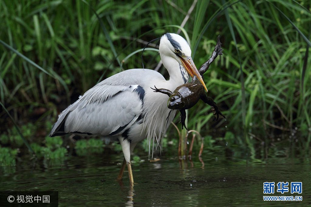 2017年8月10日（具体拍摄时间不详），日本横滨市，摄影师Akihiro Asami 捕捉到一只鹭花费20分钟捉一只青蛙，只为饱餐一顿。***_***Pictured The heron s battle with the frog Excuse me I ve got a frog in my throat. A long legged heron tirelessly attempts to prepare its slippery lunch for the plunge. In a battle that lasted 20 minutes the grey heron persevered to victory when it perfectly positioned the frog head first down its beak. Photographer Akihiro Asami 70 captured the dual at a secluded park in Yokohama City Japan hidden behind a fence 20 metres away. SEE OUR COPY FOR DETAILS. Please byline Akihiro Asami Solent News Akihiro Asami Solent News Photo Agency UK 44 0 2380 458800