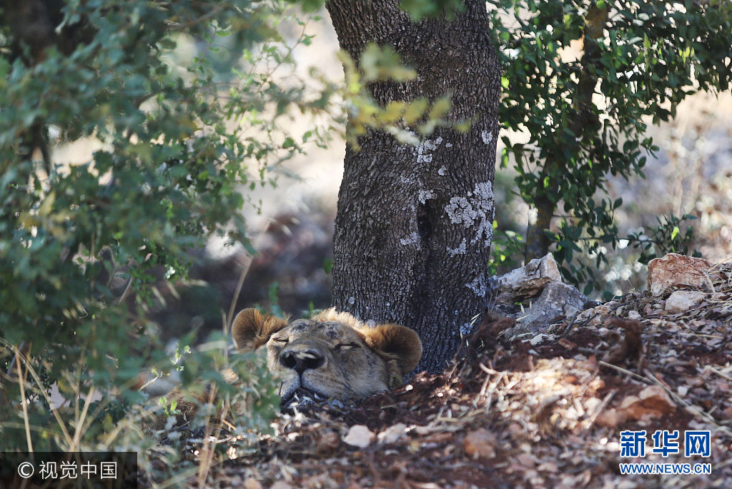 当地时间2017年8月14日，约旦苏夫，Al Ma'wa野生动物保护区里从阿勒颇动物园转移的狮子。***_***SOUF, JORDAN: AUGUST 14: A Lion who arrived from an Aleppo zoo in northern Syria relaxes under a tree in the Al-Ma'wa wildlife reserve near Souf, on August 14, 2017 in northen Jordan. Four lions, two tigers and two bears that were transported from the Aleppo war zone through Turkey to Jordan, in a three-month operation by the animal welfare charity Four paws using a Jordanian airline flight. It is not known yet if the lioness gave birth of the other cub and ate it if it was born dead. (Photo by Salah Malkawi/ Getty Images)