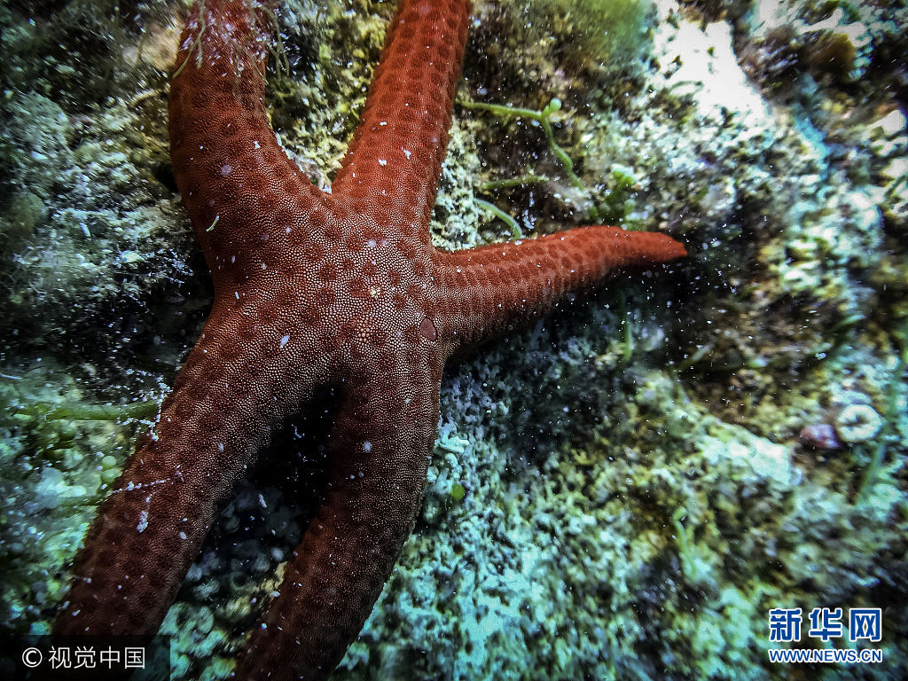 當地時間2017年8月26日，意大利托斯卡納，探訪詹努特裏島海洋生物。***_***GIANNUTRI ISLAND, TUSCANY, ITALY - AUGUST 26 2017: a starfish is seen during a rockbottom dive on the island of Giannutri, Tuscany, on August 26 2017.
