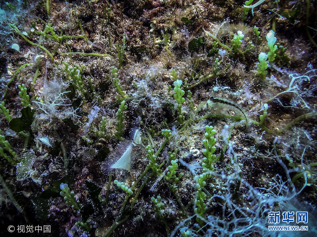 當地時間2017年8月26日，意大利托斯卡納，探訪詹努特裏島海洋生物。***_***GIANNUTRI ISLAND, TUSCANY, ITALY - AUGUST 26 2017: a gobies is seen during a rockbottom dive on the island of Giannutri, Tuscany, on August 26 2017