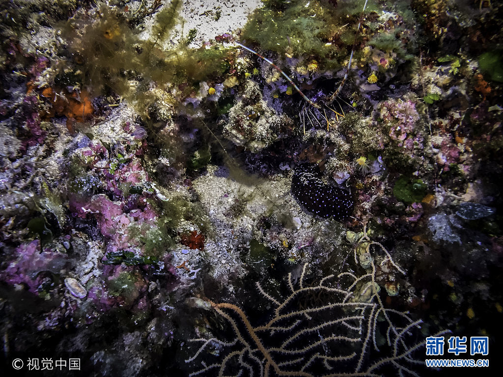 當地時間2017年8月26日，意大利托斯卡納，探訪詹努特裏島海洋生物。***_***GIANNUTRI ISLAND, TUSCANY, ITALY - AUGUST 26 2017: a lobster is seen during a rockbottom dive on the island of Giannutri, Tuscany, on August 26 2017