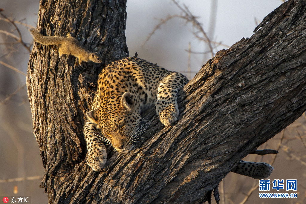 南非豹子树上睡觉 松鼠不惧危险凑近看热闹(
