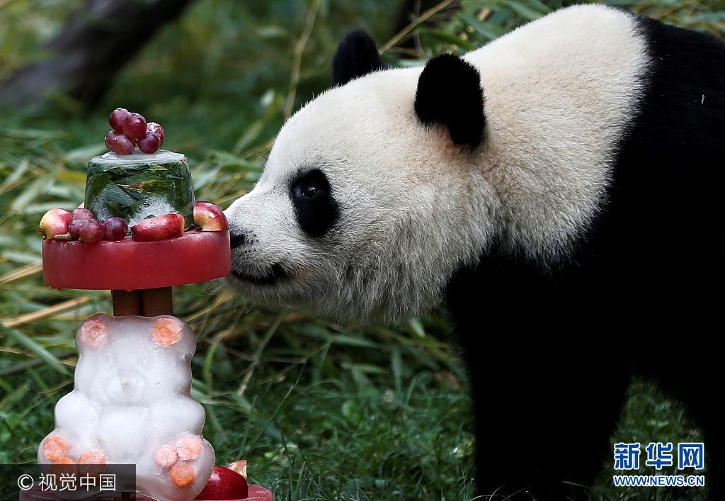 當地時間2017年9月9日， 西班牙馬德裏，馬德裏動物園為雌性大熊貓竹莉娜(Chulina)慶祝第一個生日。***_***MADRID, SPAIN - SEPTEMBER 9: Madrid zoo celebrates the first birthday of female panda 'Chulina' delivering a big bambu cake to Chulina in Madrid, Spain on September 9, 2017.   (Photo by Burak Akbulut/Anadolu Agency/Getty Images)