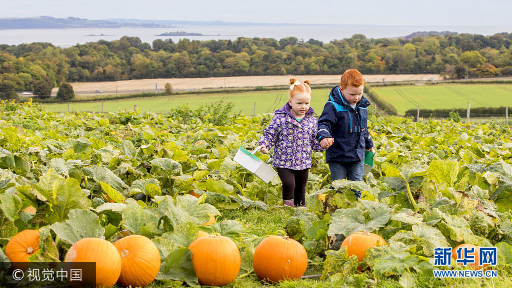 当地时间2017年10月8日，美国，人们采摘南瓜迎接即将到来的万圣节。***_***Five-year-old Jack Shearer and his sister Emma, 4 explore the Pumpkin patch at Craigie's Farm near Edinburgh which is bursting with colour as families pick their own ready for Halloween. Oct 8 2017