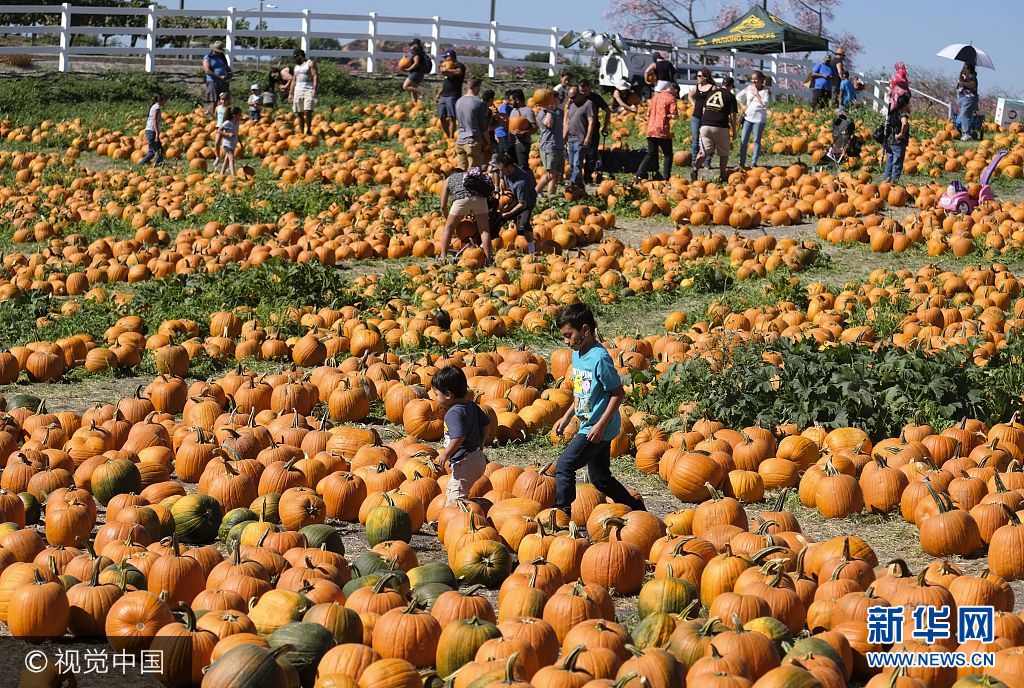 当地时间2017年10月7日，美国洛杉矶，人们采摘南瓜迎接即将到来的万圣节。***_***Pictured: GV, General Views Ref: SPL1597608  071017   Picture by: Ringo Chiu / ZUMA / Splash News