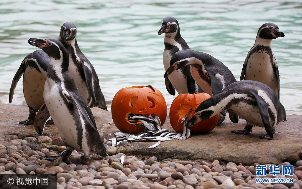 伦敦动物园加入万圣节狂欢 企鹅面对南瓜灯表情呆萌