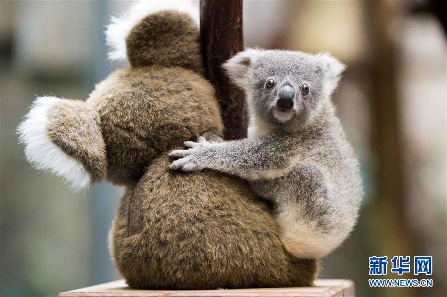 （国际&middot;年终报道）（4）萌萌哒！&ldquo;治愈系&rdquo;动物们的憨萌瞬间