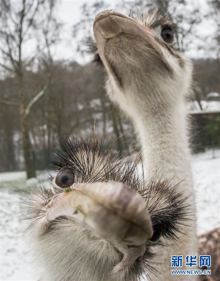 （国际&middot;年终报道）（5）萌萌哒！&ldquo;治愈系&rdquo;动物们的憨萌瞬间 