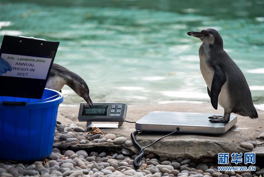 （国际&middot;年终报道）（6）萌萌哒！&ldquo;治愈系&rdquo;动物们的憨萌瞬间