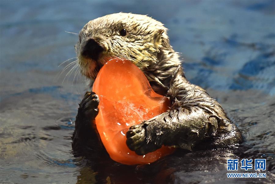 （国际&middot;年终报道）（8）萌萌哒！&ldquo;治愈系&rdquo;动物们的憨萌瞬间