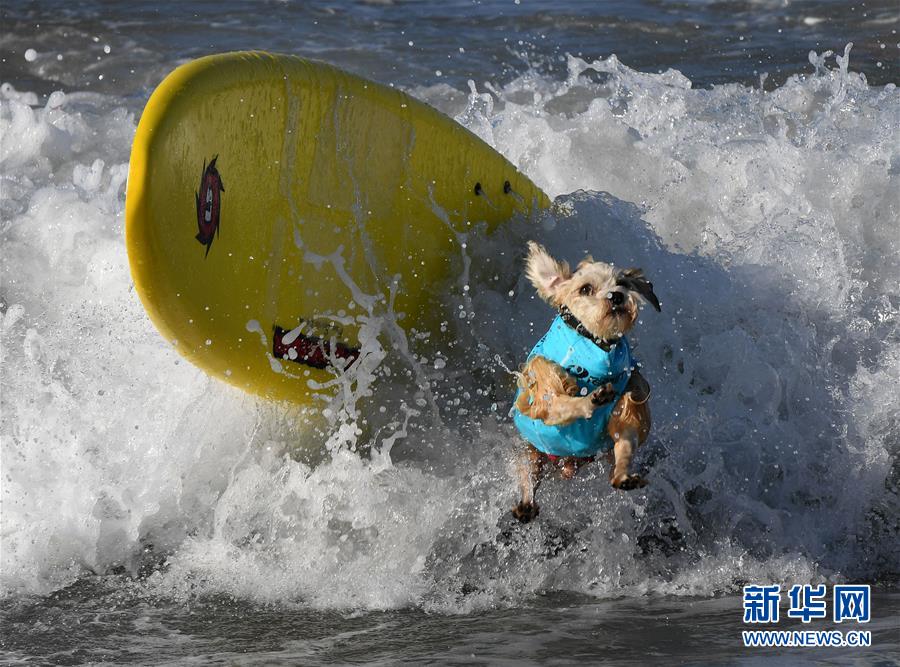 （国际&middot;年终报道）（9）萌萌哒！&ldquo;治愈系&rdquo;动物们的憨萌瞬间