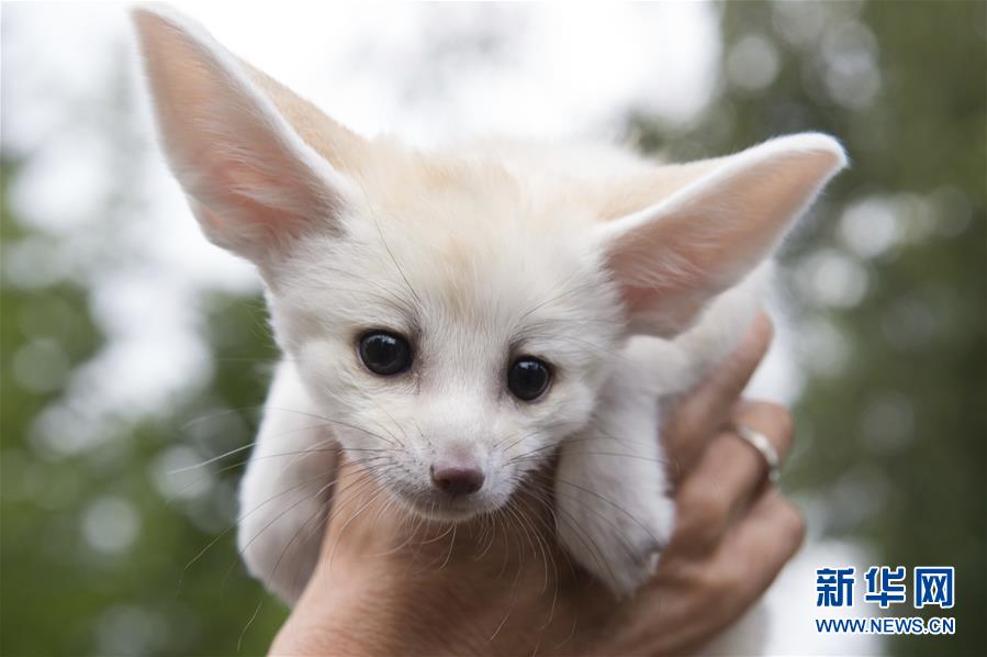 （国际&middot;年终报道）（10）萌萌哒！&ldquo;治愈系&rdquo;动物们的憨萌瞬间